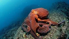 Obří tichomořská chobotnice: fascinující vládce hlubin Tichého oceánu