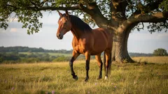 Spí opravdu koně ve stoje?