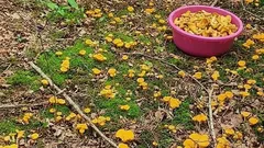 Taková houbová místa jste ještě nepotkali